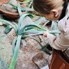 Інтегроване виїзне заняття на базі Ботанічного саду імені акад. О.В. Фоміна та Оранжереї ботанічного саду